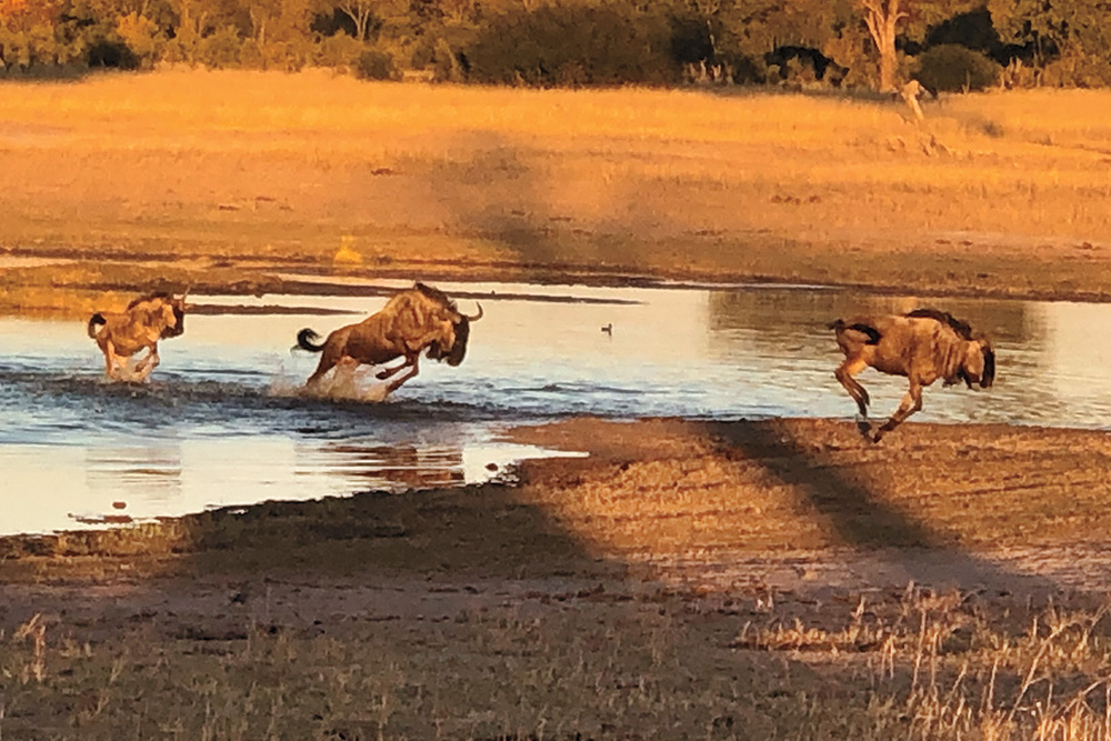 Wildebeasts in Zimbabwe