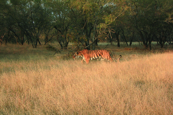 rathambore india tiger safari