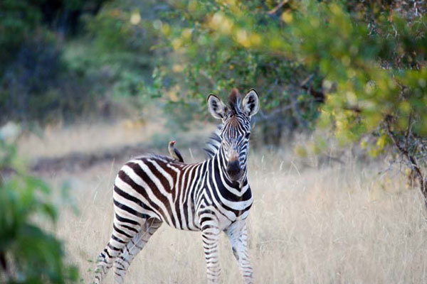 thornybush private game reserve south africa