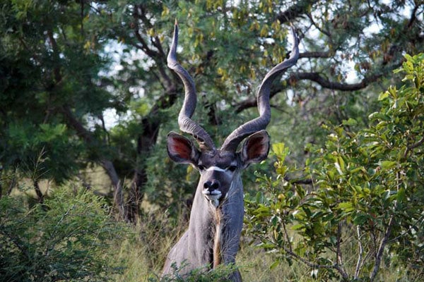 thornybush private game reserve south africa