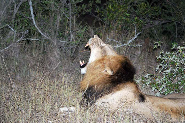 thornybush private game reserve south africa