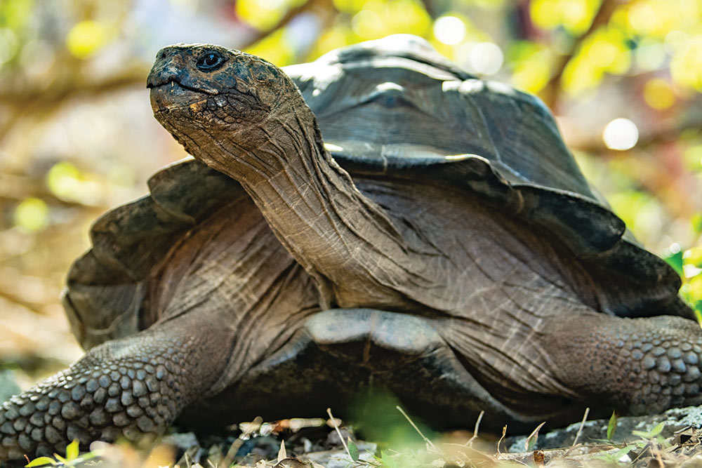 galapagos islands