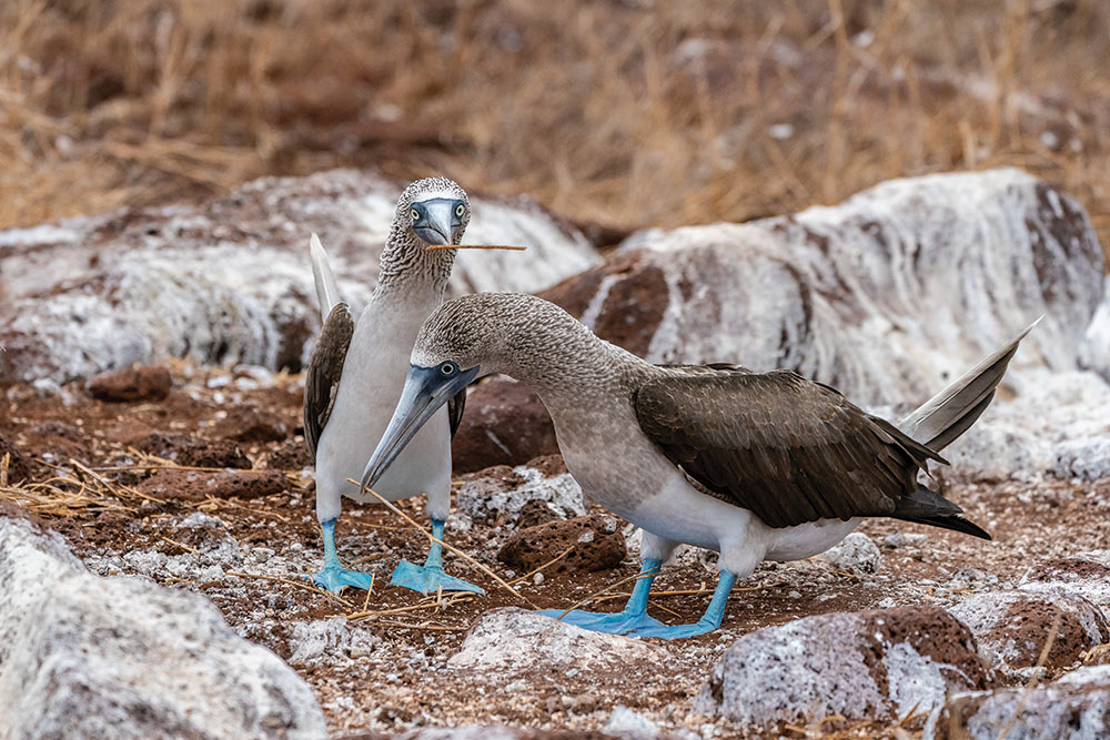 blue footed bobby bird