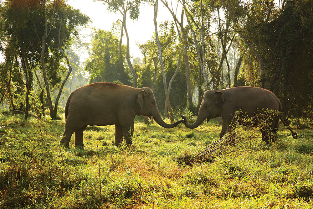 anantara golden triangle resort thailand