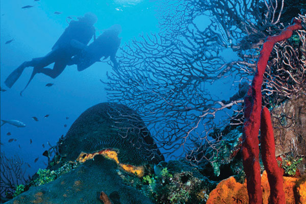 scuba diving reef