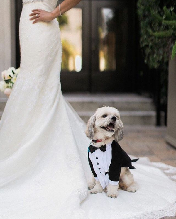 dog in tuxedo