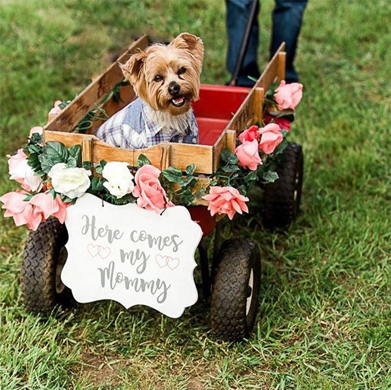 dog flower girl in wedding