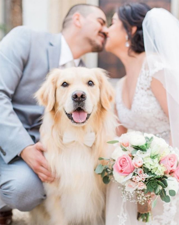 dog with bowtie wedding photo