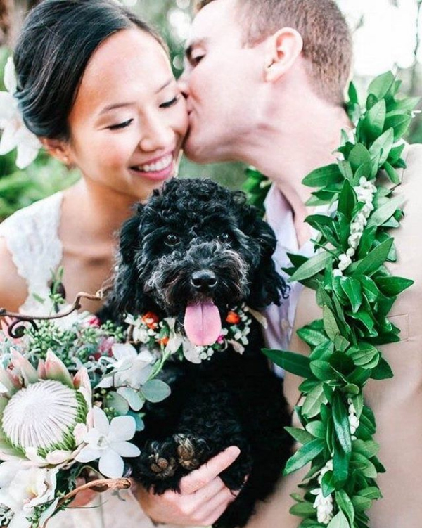 happy puppy in wedding