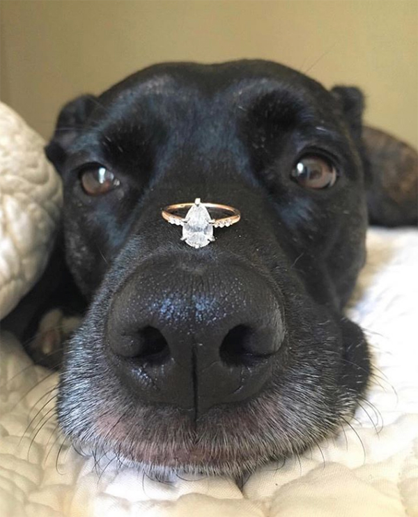 puppy balancing ring on nose ring selfie