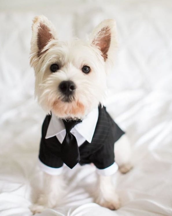 white puppy in tuxedo