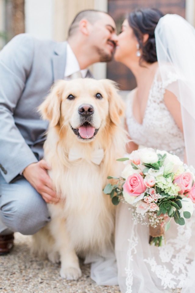 adorable dog wedding photo