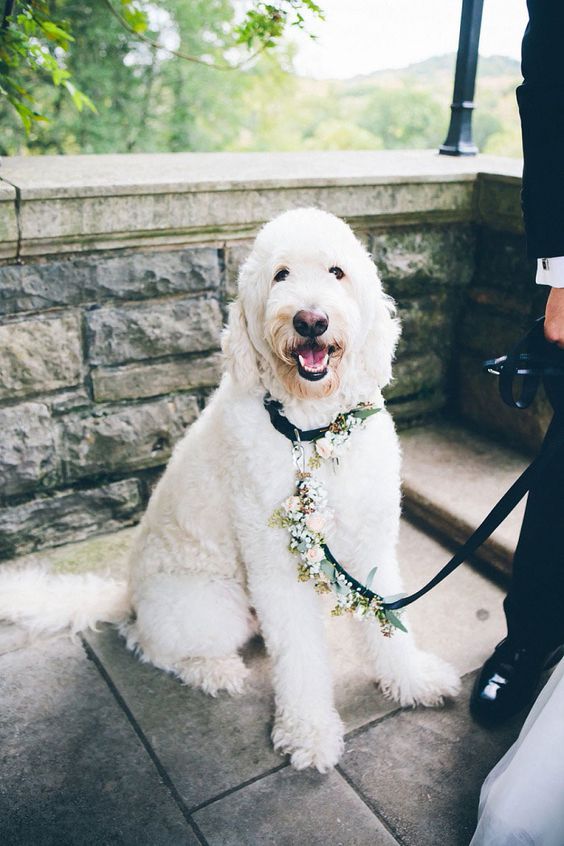 dog in wedding