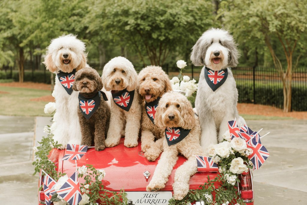 royal wedding dood squad