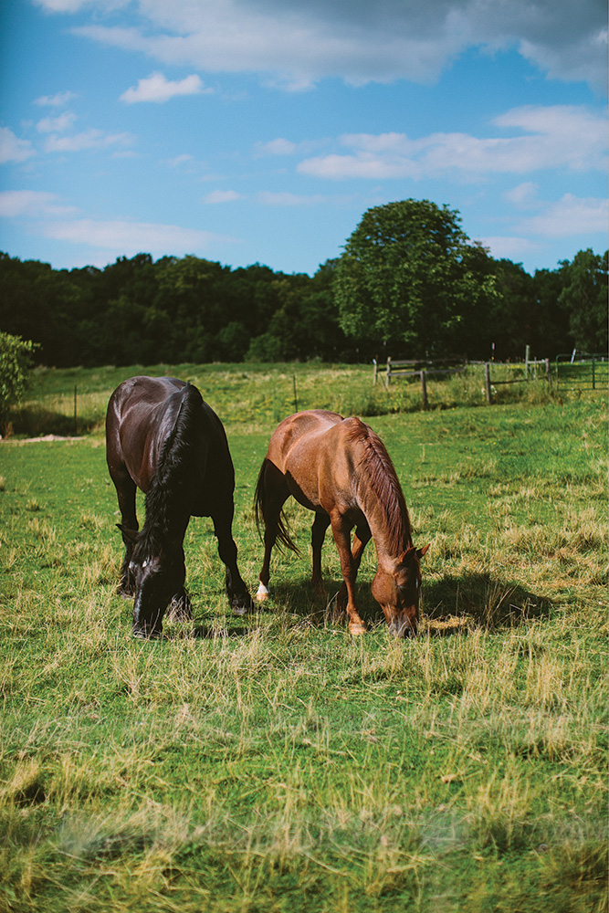 horses at wedding