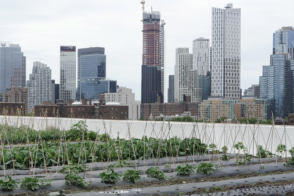 brooklyn grange