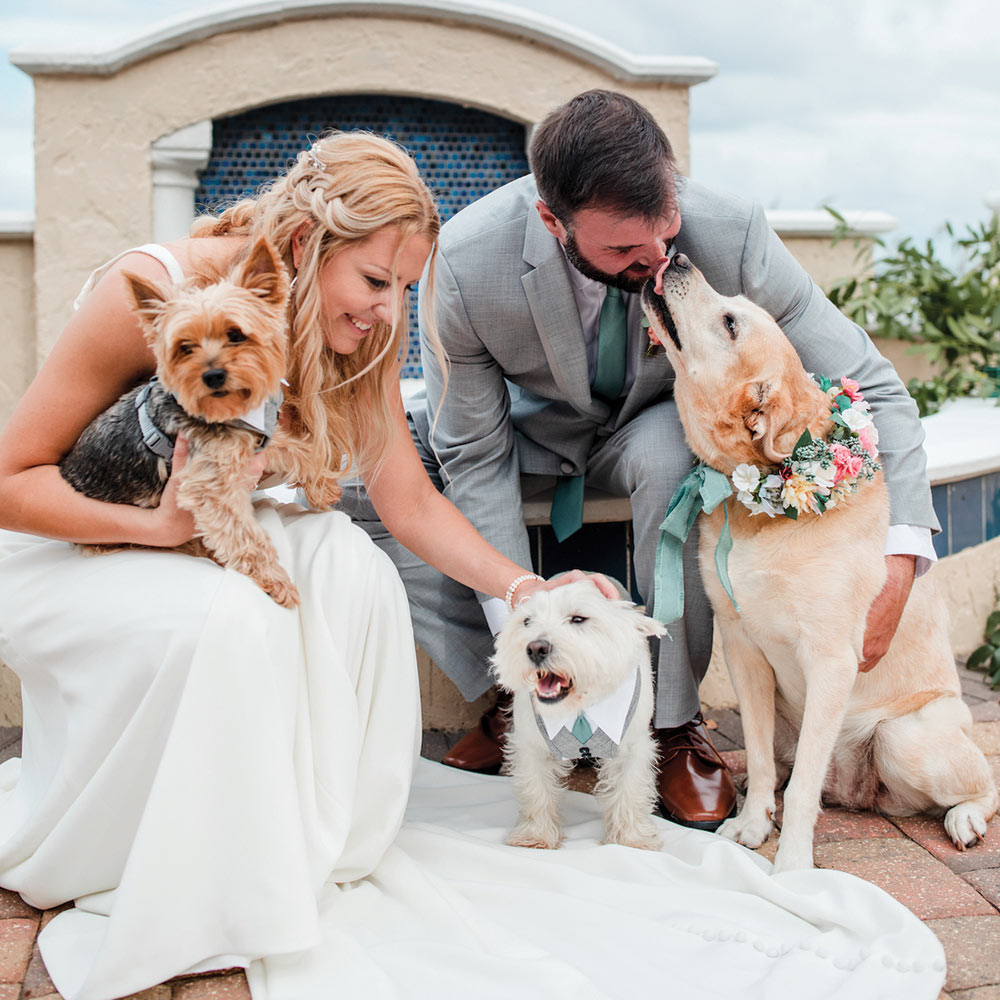 bride and groom with dogs