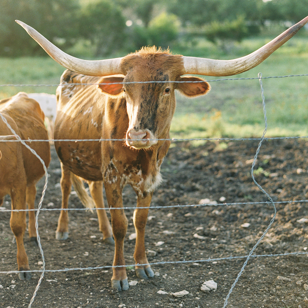 ranch wedding longhorns