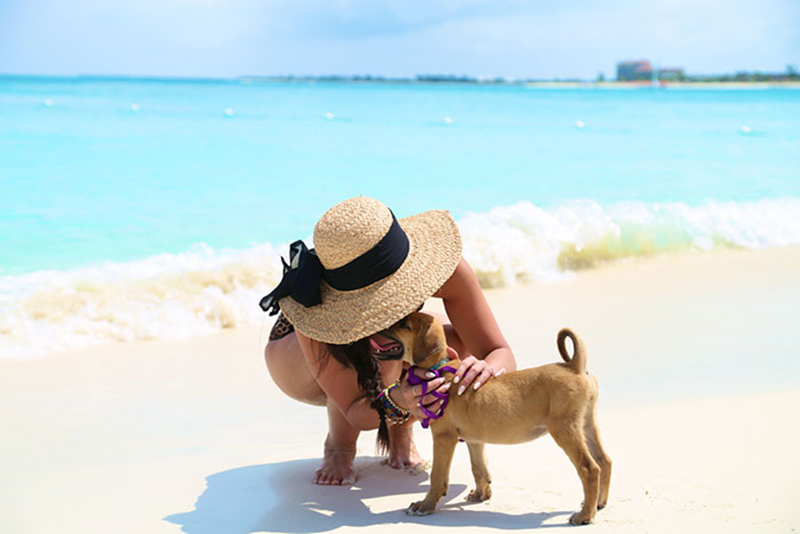 potcake palace puppies on the beach