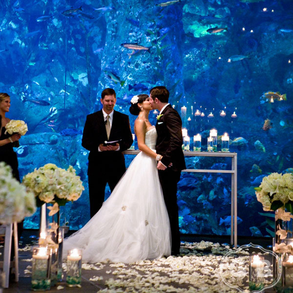 aquarium wedding