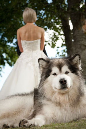 dog in wedding