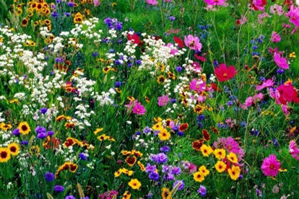 wildflowers