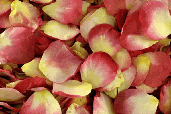 Biodegradable flower girl petals cheap