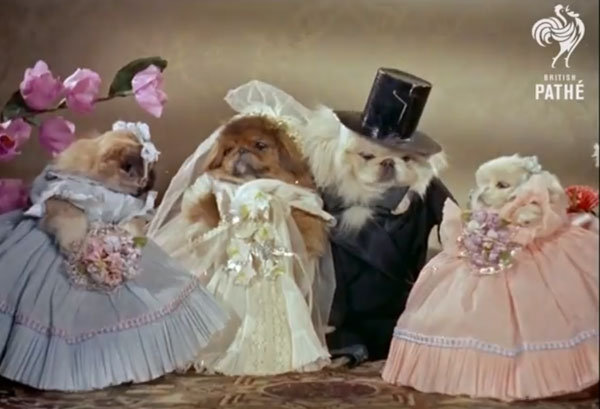 pekinese dog wedding