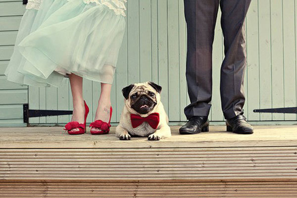 dog in wedding