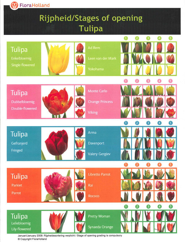 tulip stages chart