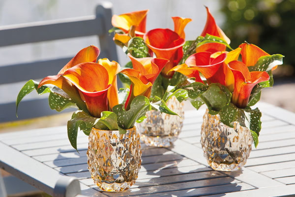 Fabulous Flowers For Fall Weddings Bridalguide,Aeropress Coffee And Espresso Maker