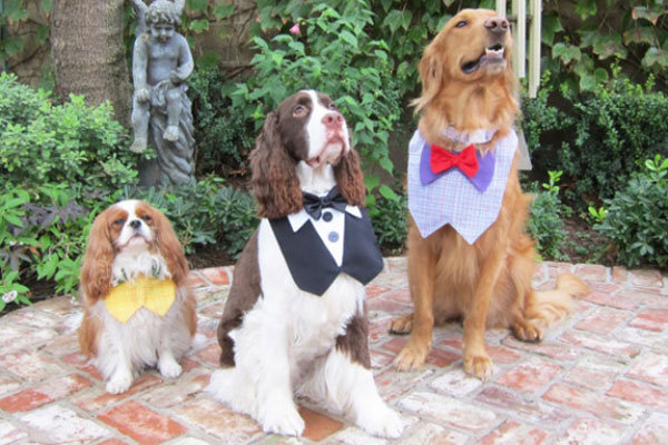 three dogs in suits at wedding 