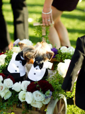 dogs being wheeled down the aisle wearing mini tuxedos 