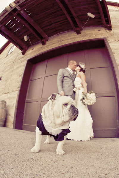bulldog in suit with bride and groom kissing in the background 