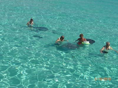 feeding-sting-rays