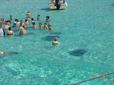 sting-rays