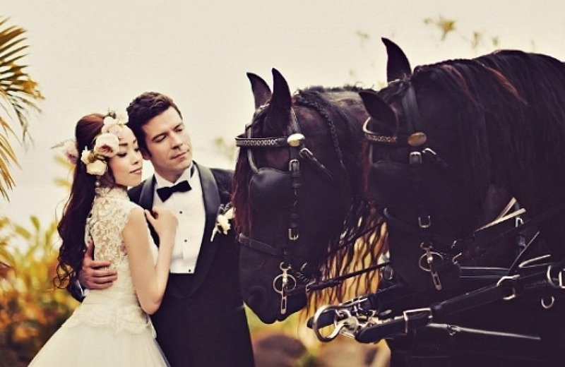 horse in wedding