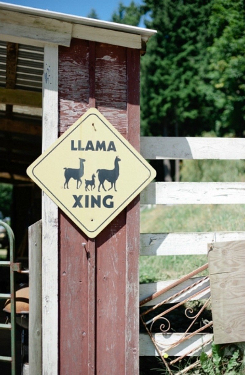 llama in wedding