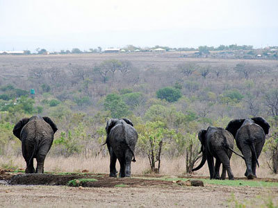 elephants in africa