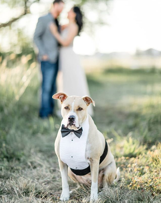 Dog on parents wedding day