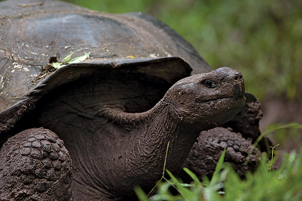 The Galapagos Islands