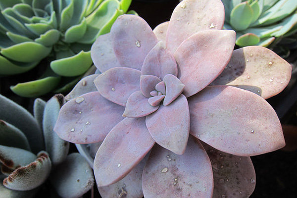 Save: Succulent Save: Succulent