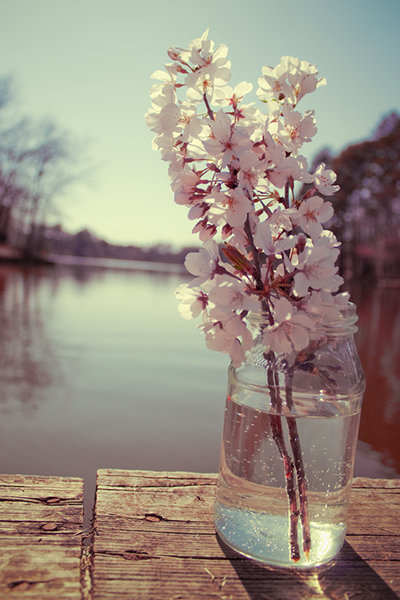 Save: Cherry Blossoms Save: Cherry Blossoms