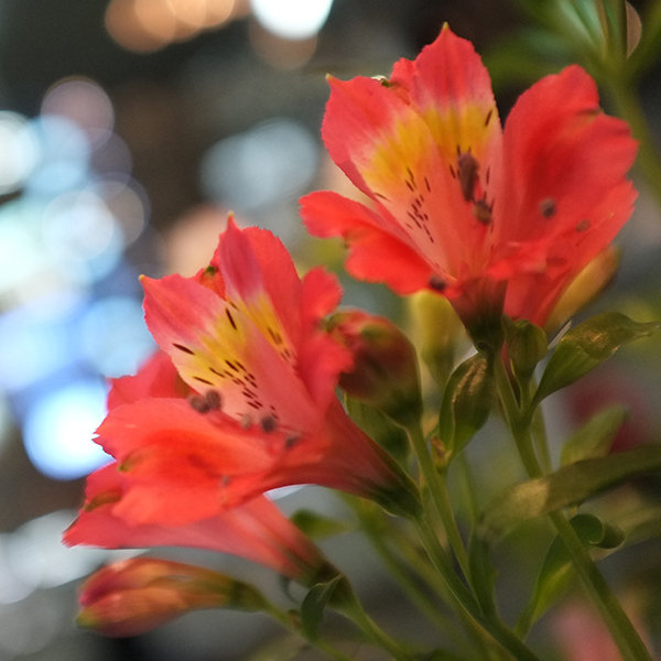 Save: Alstroemeria Save: Alstroemeria