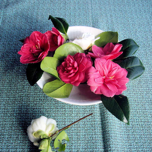 Save: Camellia Save: Camellia