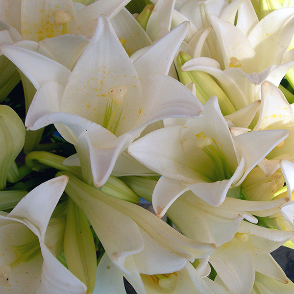Save: Easter Lilies Save: Easter Lilies