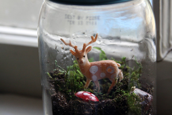 Mini Terrariums