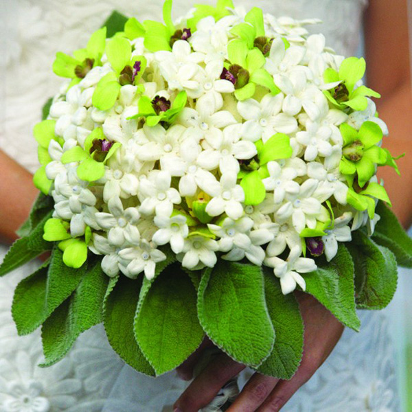 Bridal Bouquet Bridal Bouquet