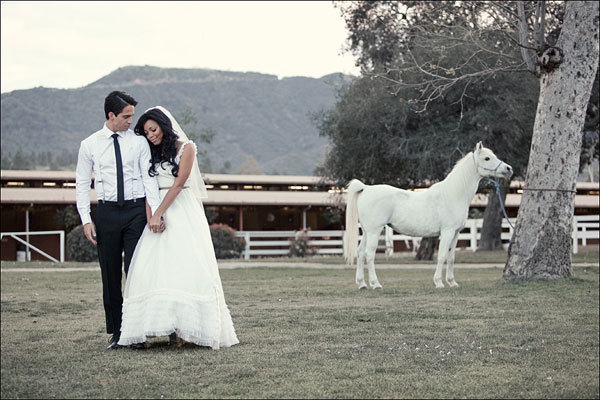 Animal Wedding Crashers Animal Wedding Crashers