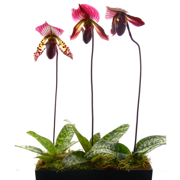 Orchid Paphionopedilum (Slipper)